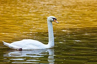 《雨世界》DLC“守望者”新预告 宣布2025年3月29日发售